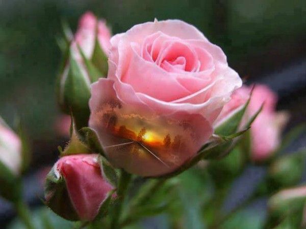 La ou il y a un coeur il y a de l'amour ....