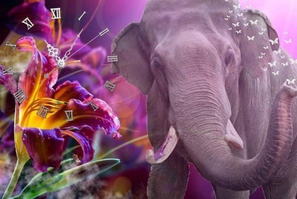 Un amour d'éléphant