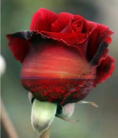 La ou il y a un coeur il y a de l'amour ....