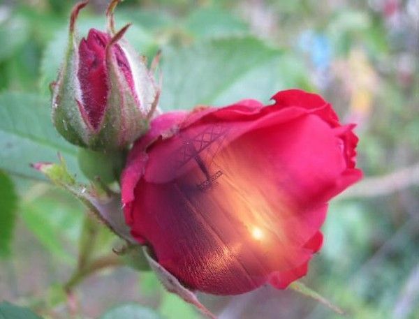 La ou il y a un coeur il y a de l'amour ....