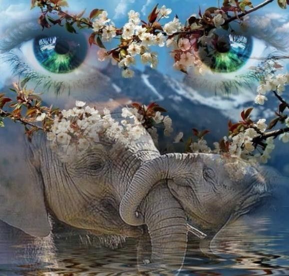 Un amour d'éléphant