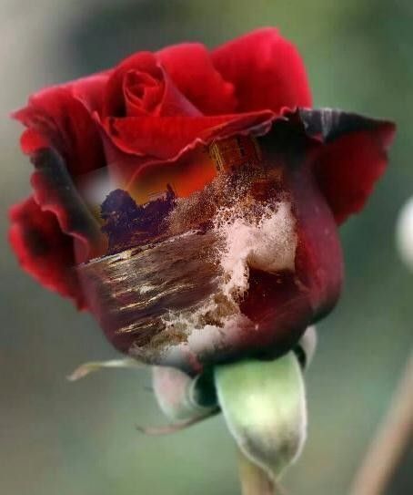 Une fleur une histoire ....