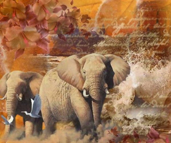 Un amour d'éléphant