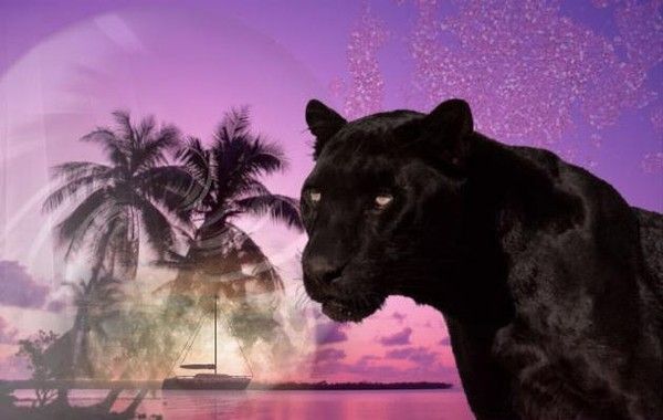 Creation avec animal 